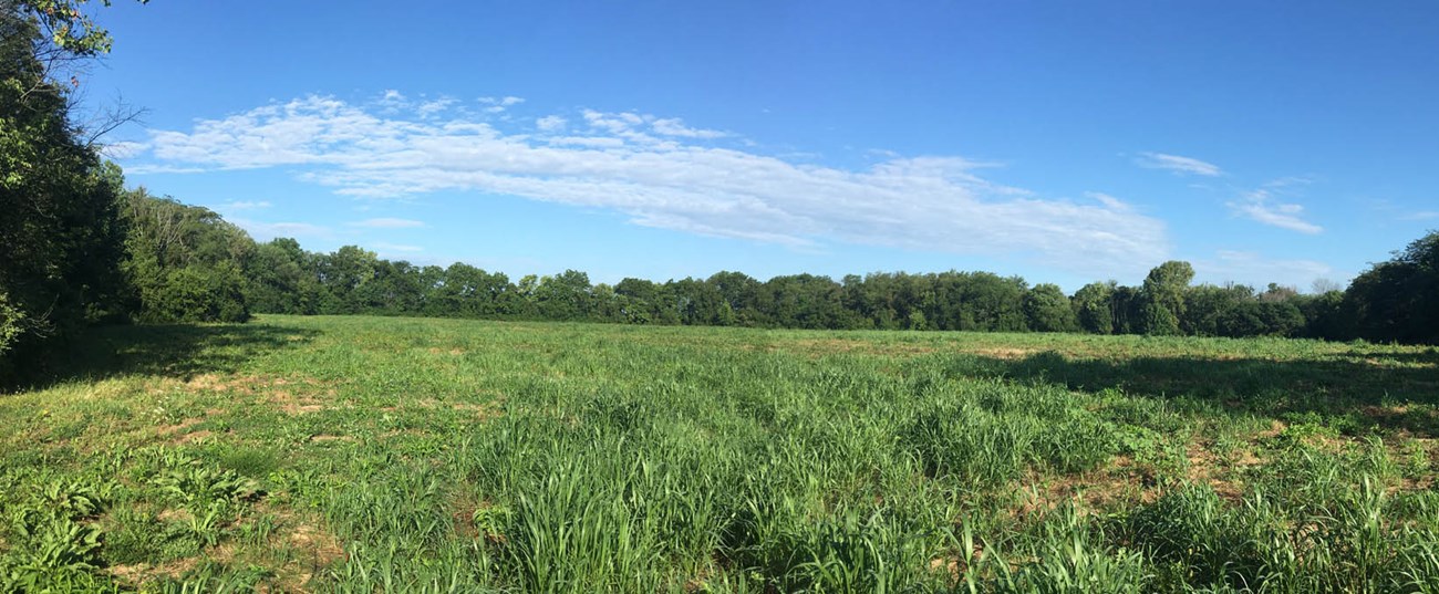 CHYO View of field View of an open field of low vegetation, bounded by leafy trees