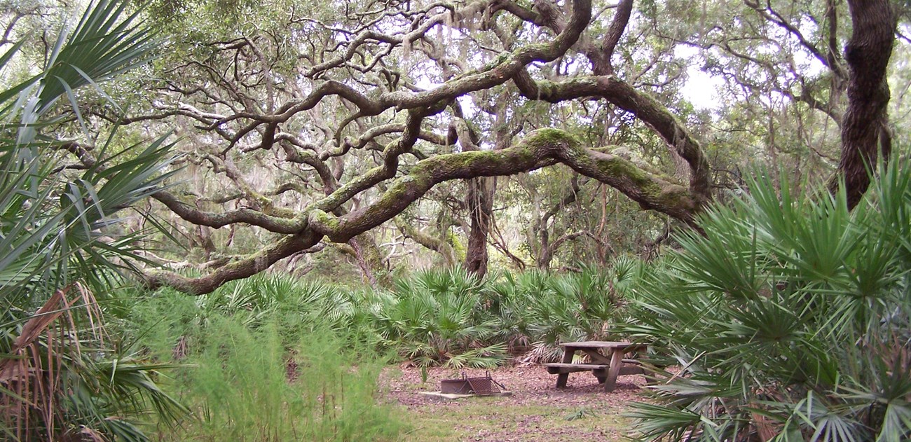 Picnic table surrounded by the curving branches of a live oak and other vegetation around