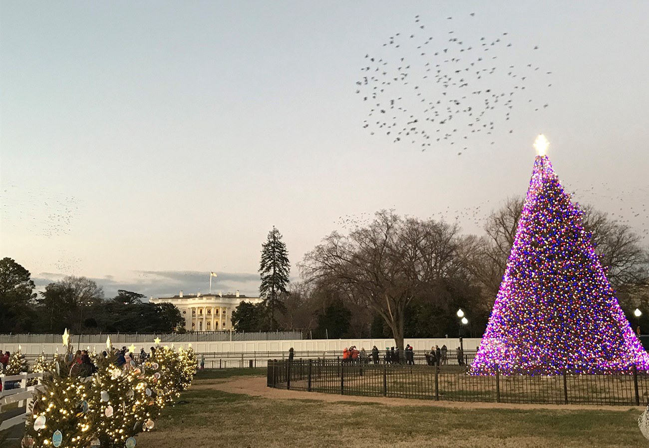 National Christmas Tree at President's Park A low metal fence encircles a tree covered in Christmas lights, with smaller decorated trees to the left and the White House in the distance