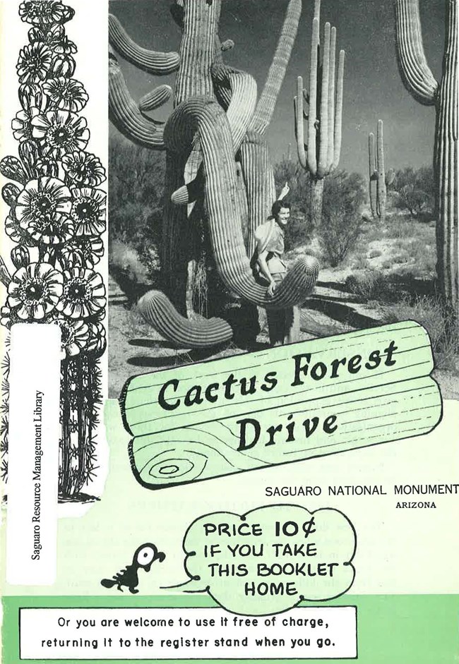 Cover of the Cactus Forest Drive Brochure, Saguaro National Park, has a photo of a woman on the arm of a cactus.