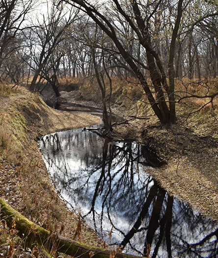 Cub Creek winds through a landscape of bare trees and low vegetation