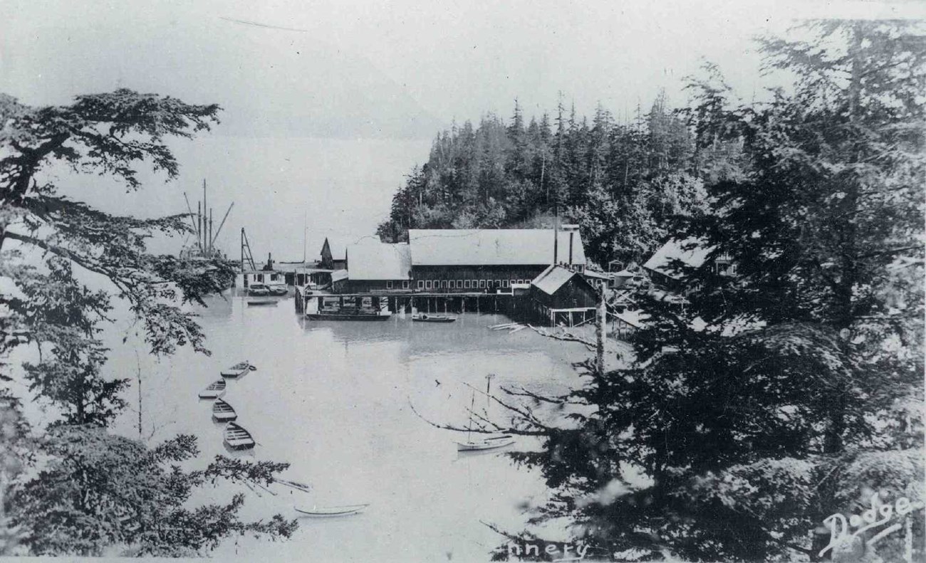 Cannery buildings extend from a shore, seen through trees from a high view, black and white photo.