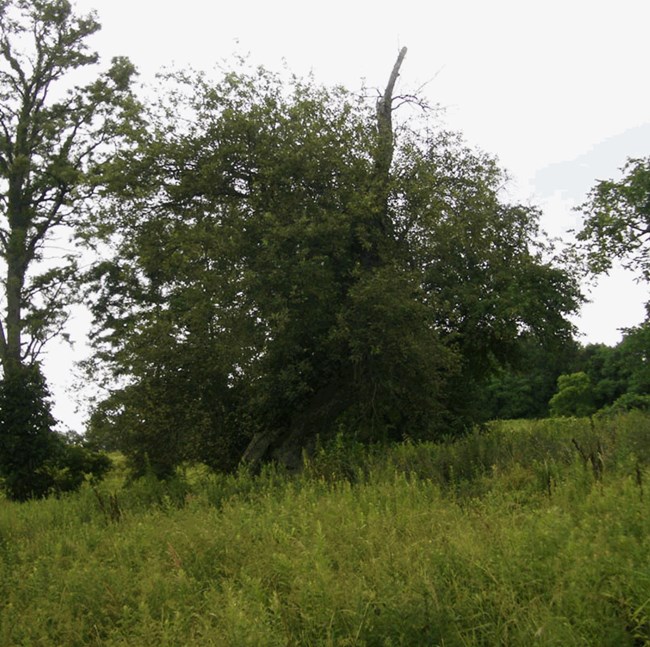 Leafy branches cover the tall, thick trunk of an aging apple tree in a field