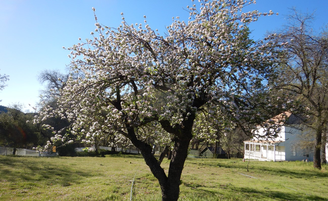 Flowers and leaves cover the thick branches of a mature apple tree in a grassy area, with a two-story structure in the background