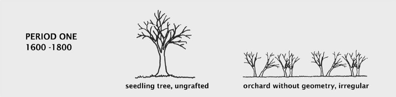 Orchard History Diagram: 1600-1800 Diagram shows tree and orchard characteristics during the period 1600-1800, with seeding trees and irregular orchards.