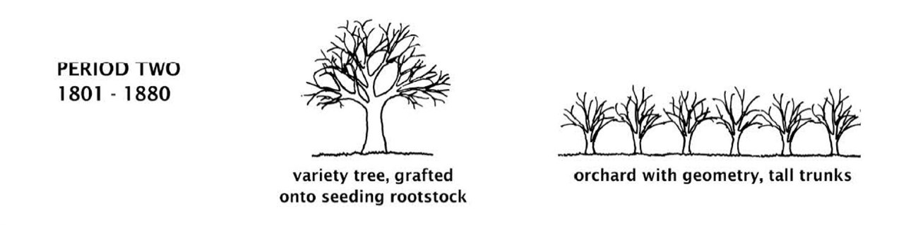 Orchard History Diagram: 1801-1880 Diagram showing tree and orchard characteristics during the period 1801-1880.