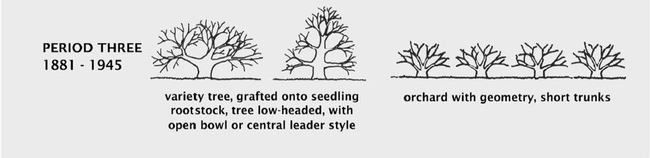 A diagram shows characteristics of trees and orchards during the period 1881-1945