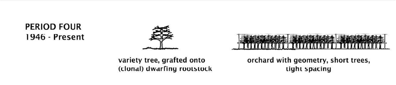 Orchard history diagram, period four: 1946-present Diagram showing traits common in fruit trees and orchards during the period 1946-present