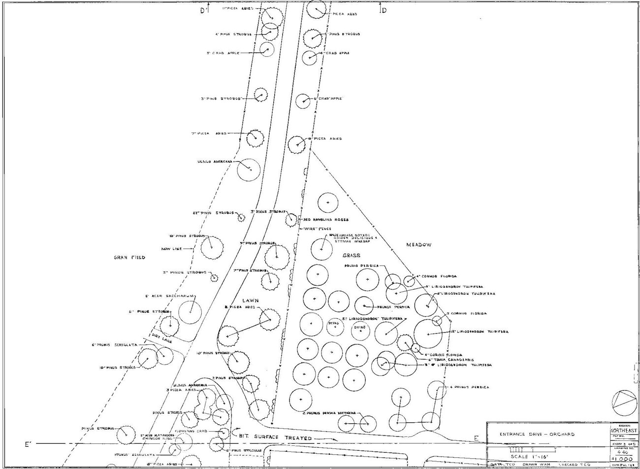 A drawing shows the layout and varieties of trees in an orchard, to the right of a tree-lined driveway.