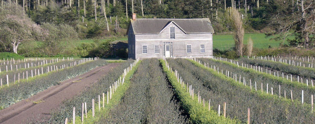 Rows of lavender and low plants grow in a wide field in front of a two-story wooden house.