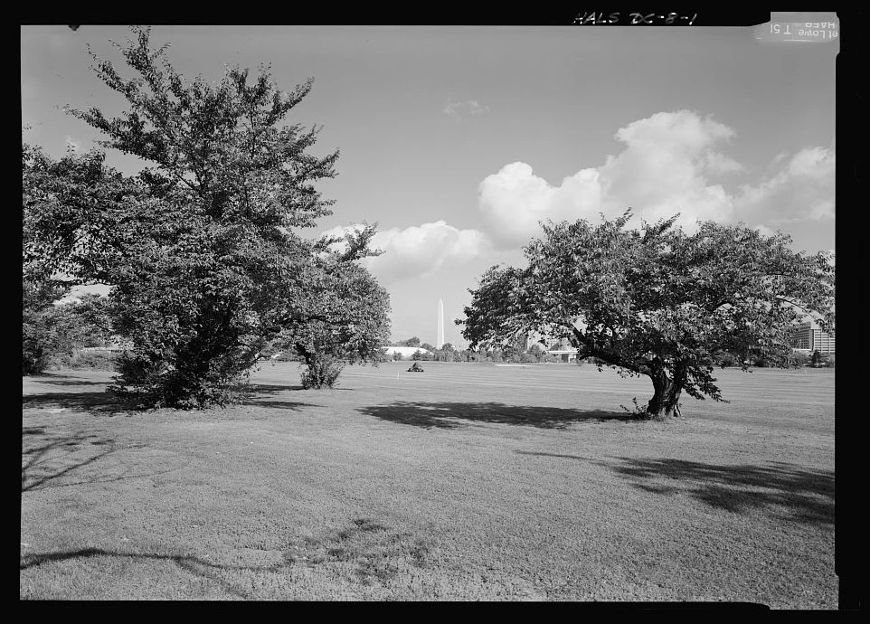 1910 Japanese Flowering Cherry Trees at East Potomac Golf Course - Library of Congress 1910 Japanese Flowering Cherry Trees at East Potomac Golf Course (Prunus x yedoensis Witness Tree Protection Program) - Library of Congress