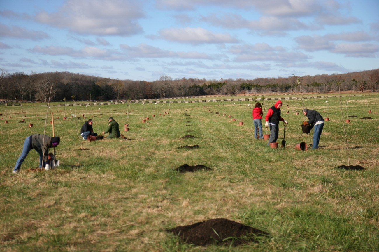 Peach tree planting at Pea Ridge Groups of people plant young trees from pots into rows of holes in a field