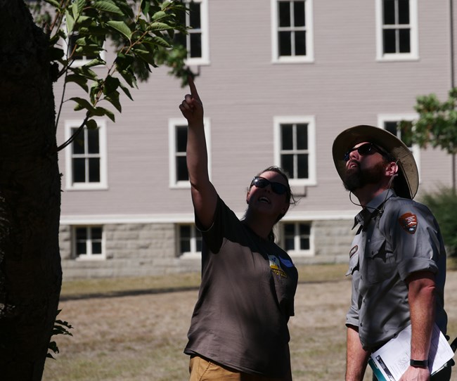 One person points up into the canopy of a fruit tree as another person, in NPS uniform, looks upward