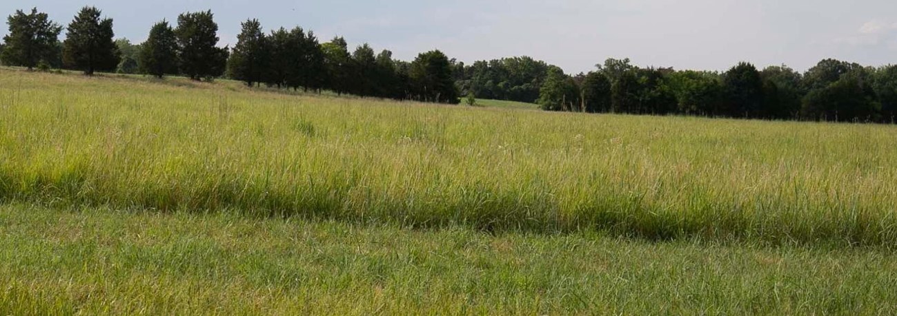 A colored photograph of a grassy field with a line of trees in the background and heavy cloud cover in the sky.