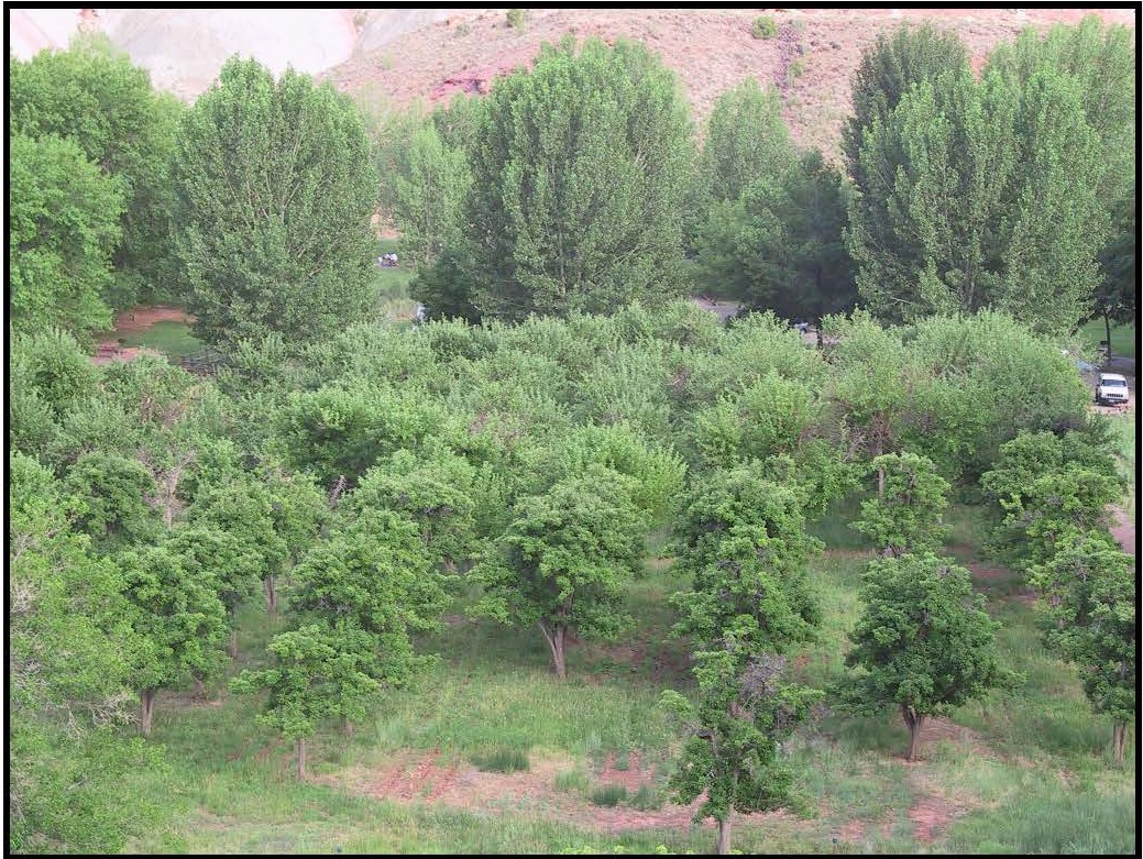 Chestnut Orchard, Fruita Rural HD High angle view overlooking an orchard with rows of leafy trees, framed by tall trees in the background.