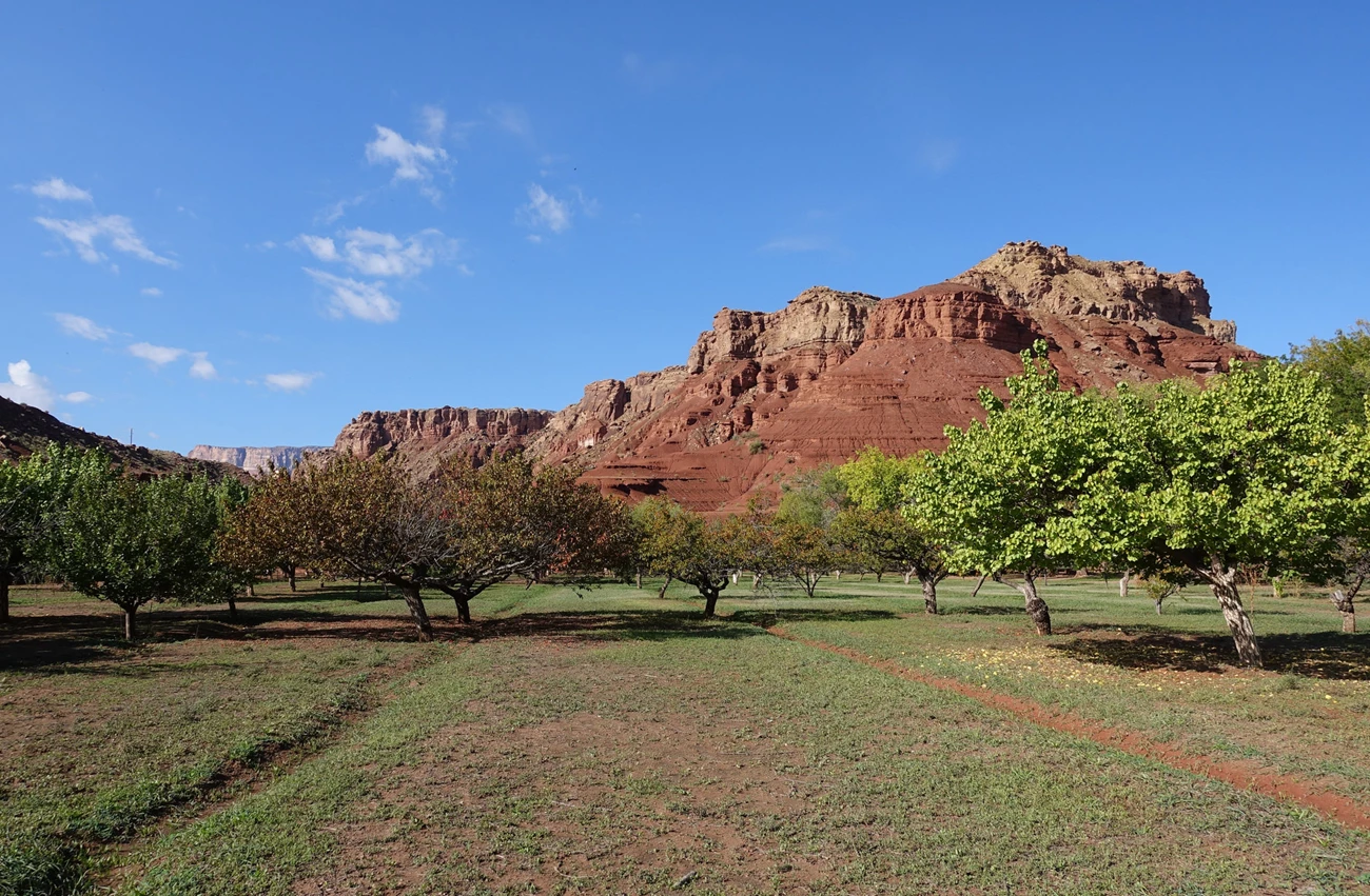GLCA_LonelyDell-orchard Red rocks and blue sky are a backdrop to a leafy fruit orchard with shallow irrigation ditches