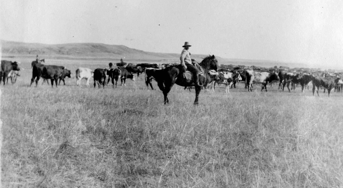 Cowboy on horseback herding cattle in a grassy field, 1910