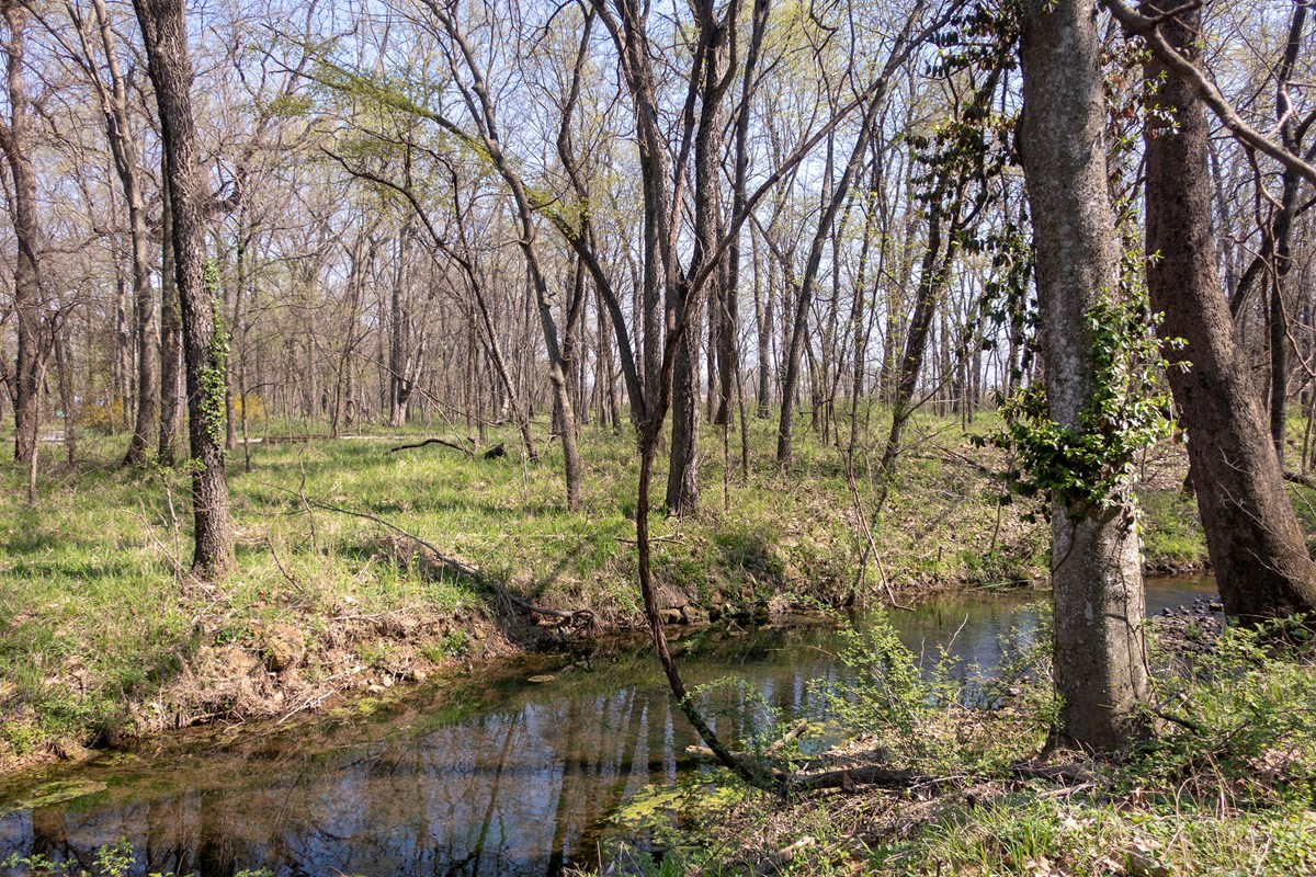 A calm creek flows through a sunny wooded area in the springtime