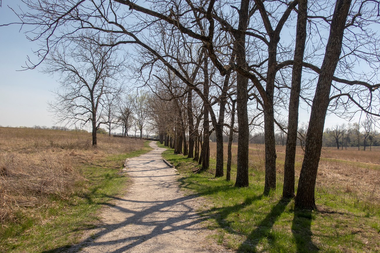 GWCA_Walnut-row_040919_023 Leafless walnut trees in a row along a gravel trail at George Washington Carver National Monument