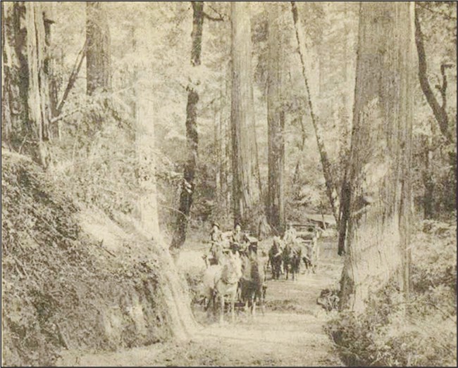Two horse-drawn wagons travel on a narrow road under tall trees. Sepia-toned image