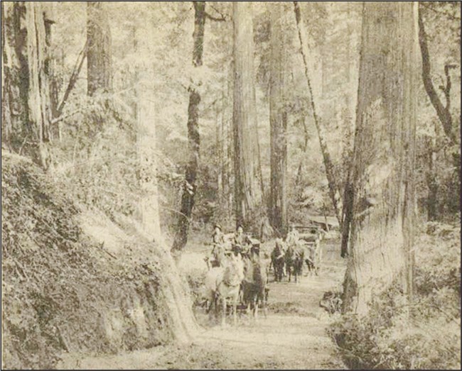 Howland Hill Road, circa 1890 Two horse-drawn wagons travel on a narrow road under tall trees. Sepia-toned image