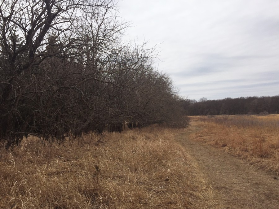Row of leafless trees beside a prairie of dry grass under gray sky