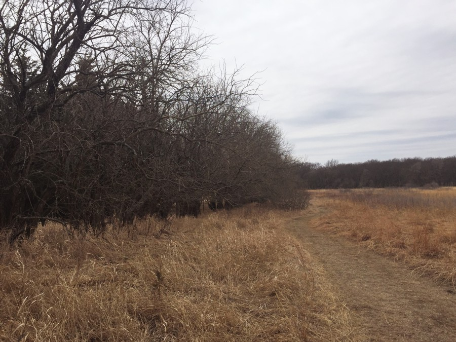 HOME Osage Orange 2 Row of leafless trees beside a prairie of dry grass under gray sky