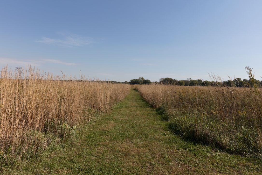 Path cut through tall prairie grass in a level field
