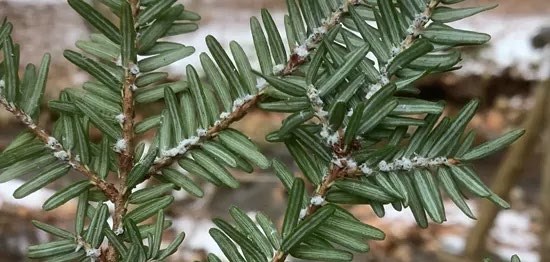 HWA A hemlock branch infected by hemlock woolly adelgid, marked by a cotton-like substance at the base of the needles.
