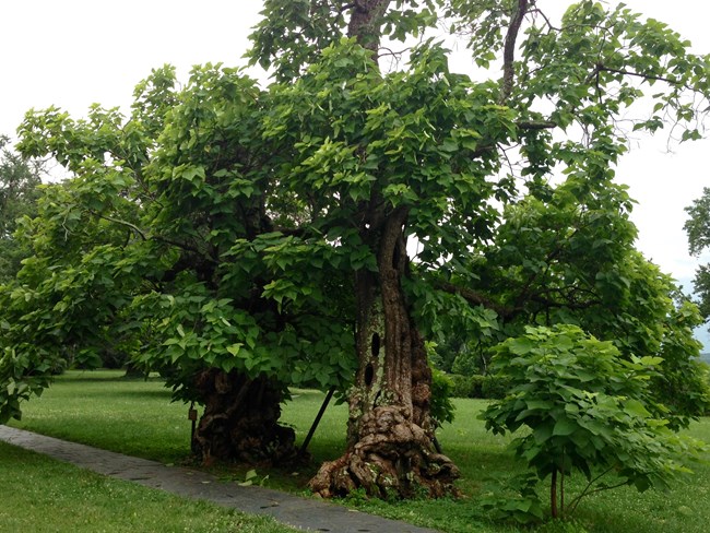 A thick green covering of leaves shade the thick, gnarled trunks of two catalpa trees.