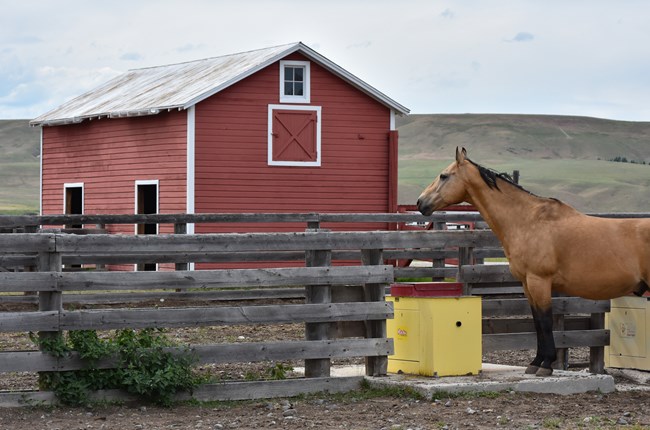 A buckskin horse stands next to a yellow and red watering trough near a wooden corral fence