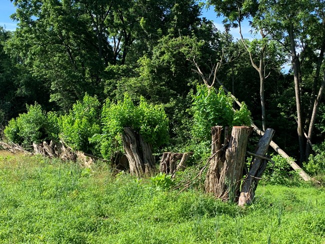 Spring growth emerges from the trunks where trees were cut, in a row between field and woodlot.