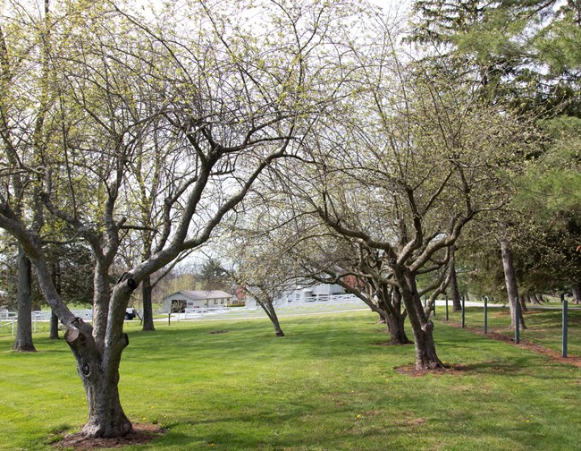 A row of fruit trees grow in an agricultural landscape, pruned into an open bowl shape.