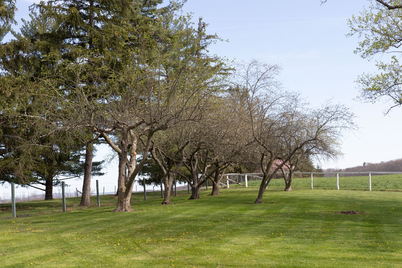 A row of apple trees in an area of short turf, with a fence around the perimeter and a tree-lined entrance road to the left.
