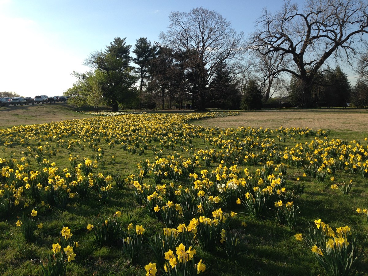 Clusters of daffodils with long green leaves and yellow flowers bloom across a flat area, with leafless trees in the distance.
