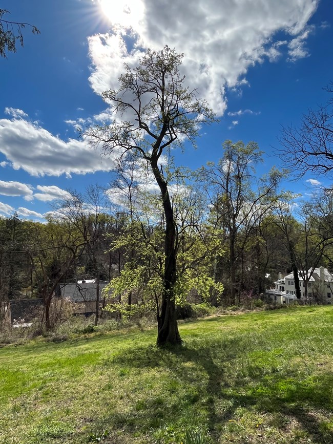 A tall tree with a gently curving trunk and short, leafy branches grows on a grassy slope.