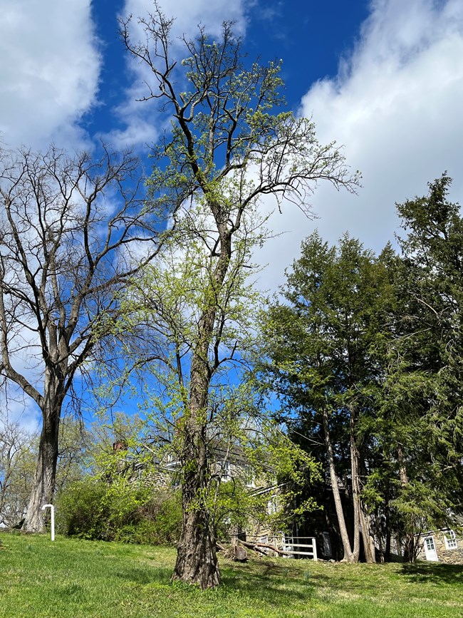 ROCR Linnaean Hill pear tree 2022 A tall, upright pear tree with an upright trunk and short side branches grows on a slope