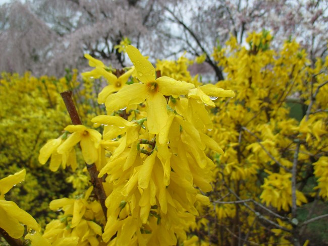 Yellow flowers with four long petals cover the branches of a forsythia