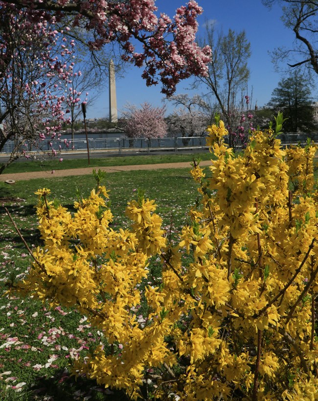 Yellow flowers cover the branches of a low shrub, with flowering spring trees and the Washington Monument in the background.