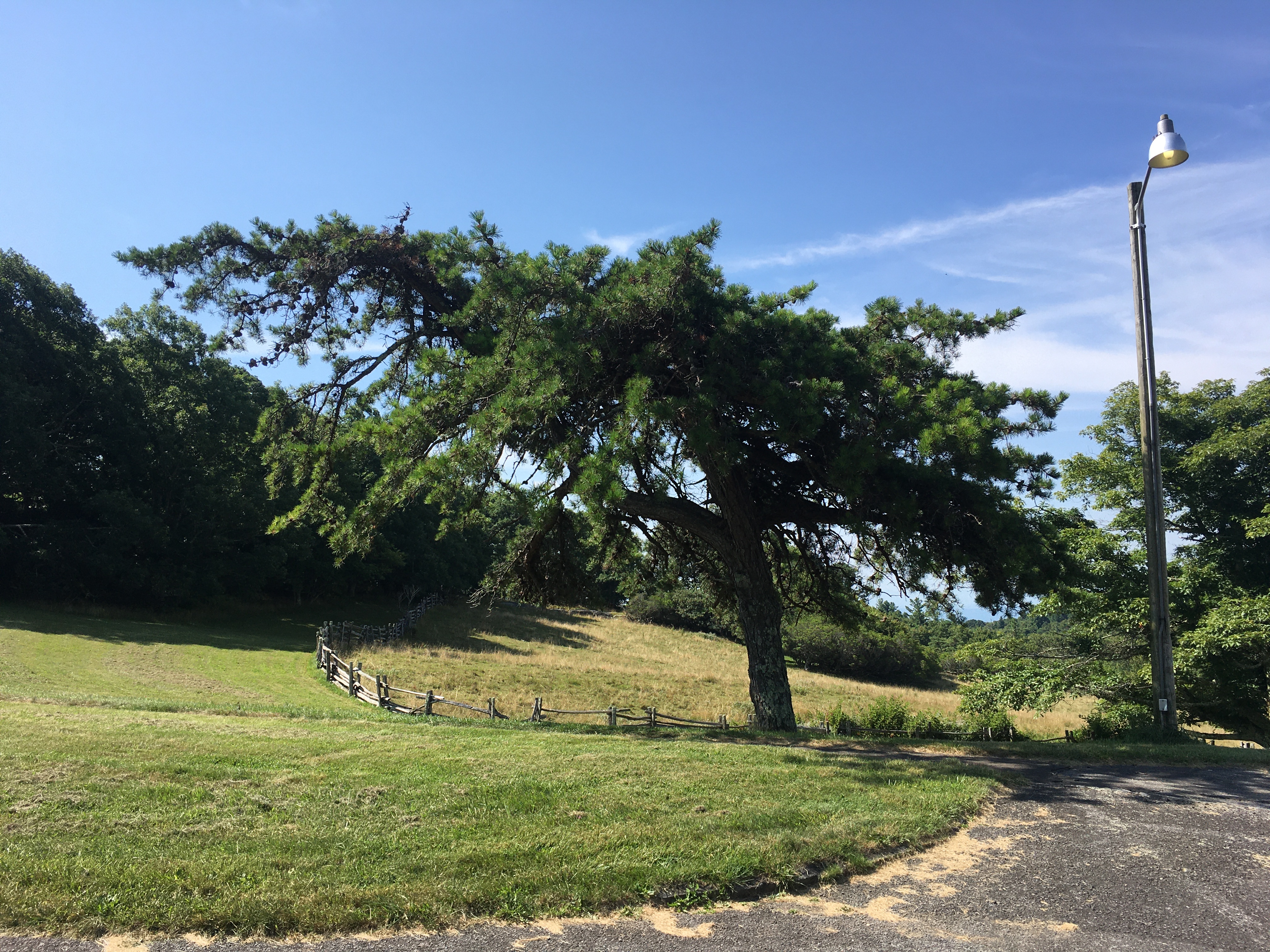 A mature table mountain pine tree exhibits a lateral branching habit, its limbs extending over a grassy clearing.