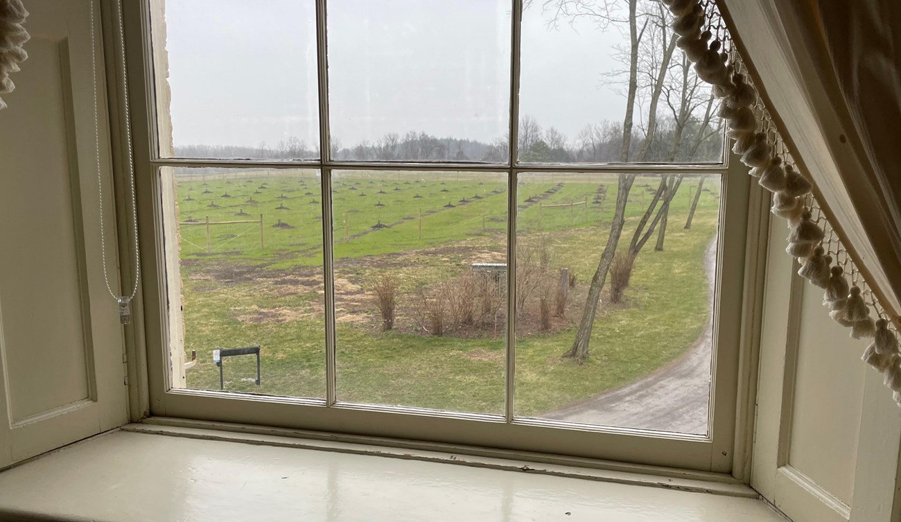 A replanted orchard, with a grid of soil mounds and deer fencing, from inside a second-story window framed by drapes.