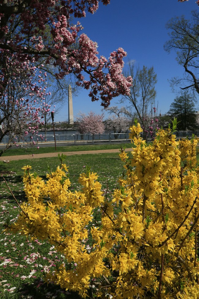 Yellow flowers cover the branches of a low shrub, with flowering spring trees and the Washington Monument in the background.