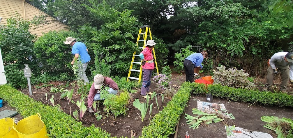 A group of people work in a bed of irises next to a neat boxwood hedge in a formal garden.