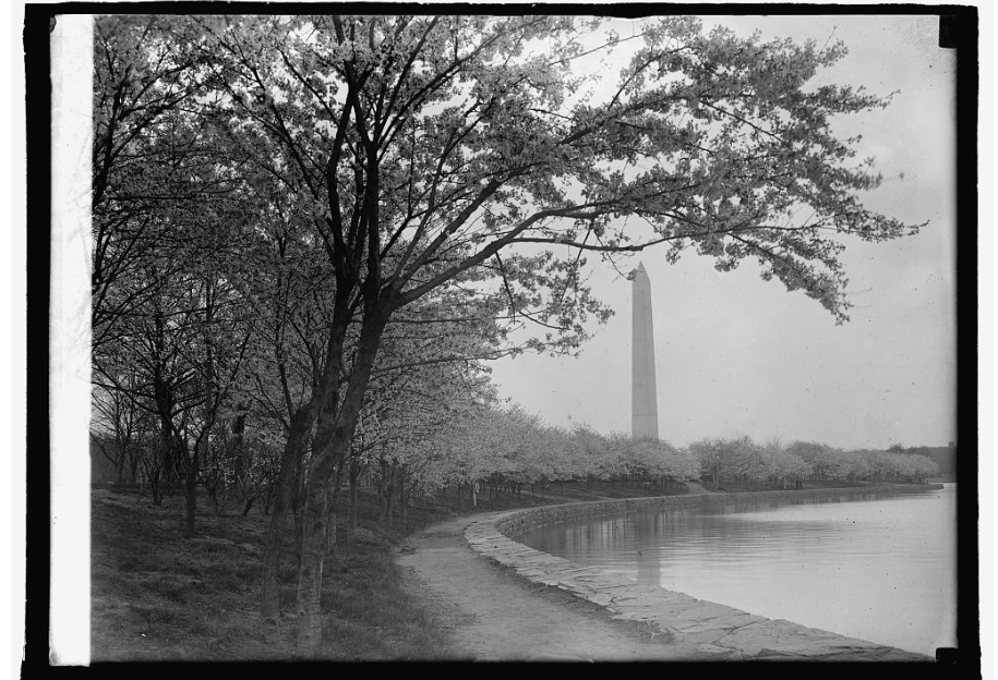 Cherry trees line the walkway at the waterfront of the Tidal Basin