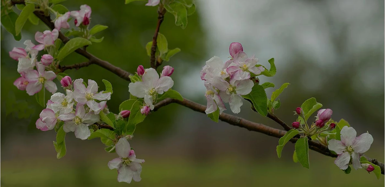 Kelderhouse Orchard in bloom Pink and white apple blossoms grow on a slender tree branch.