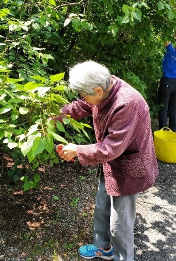 A woman uses a tool to prune a lilac.