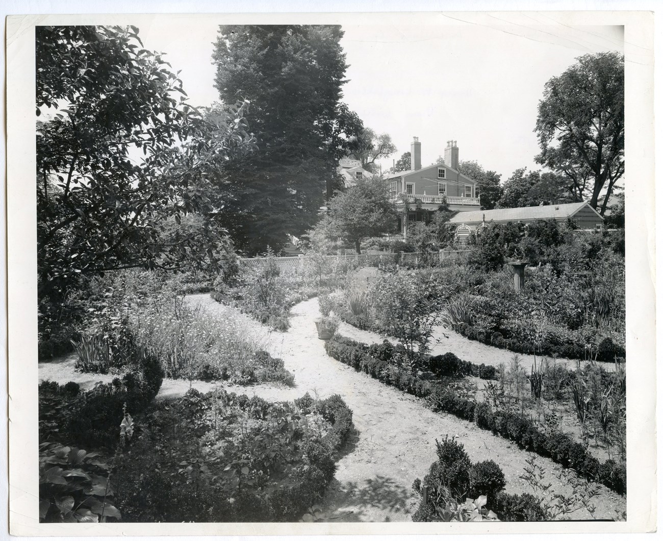 Black and white photo of curving paths in the formal garden, with the house and tall linden tree in the background.