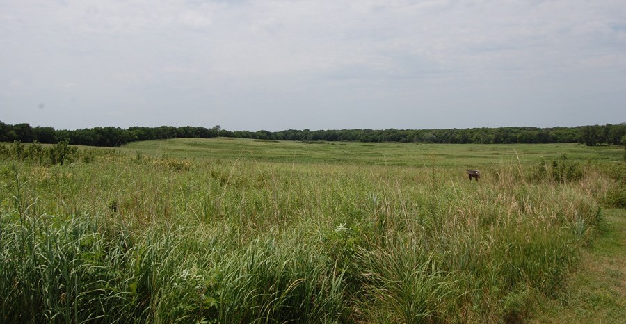 Landscape of original homestead-crop Open, rolling landscape with green prairie grass, edged by trees