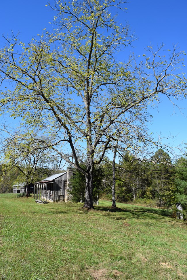 A tall walnut tree with young green leaves stretches over a grassy field and a wooden farm structure