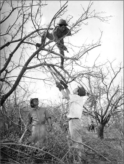 MANZ Japanese Americans pruning fruit tree Three men prune the leafless branches of a fruit tree, two standing below and one in the tree with a saw.
